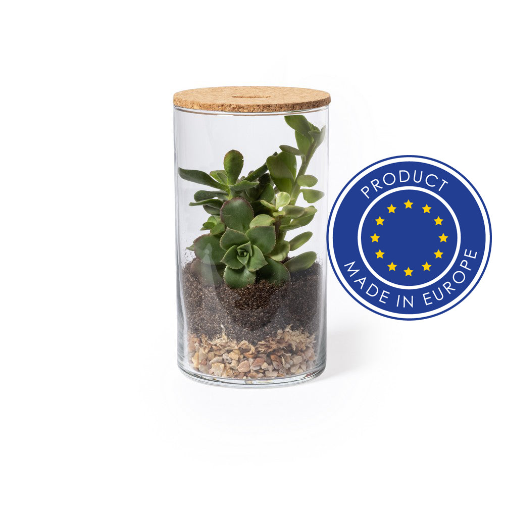 Szklane terrarium, nasiona kaktusa Winners Gadzety