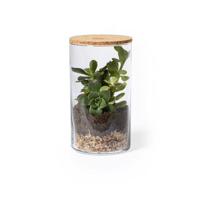 Szklane terrarium, nasiona kaktusa Winners Gadzety